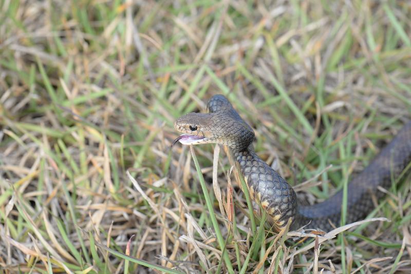 Eastern_Brown_Snake__Pseudonaja_textilis__047.jpg