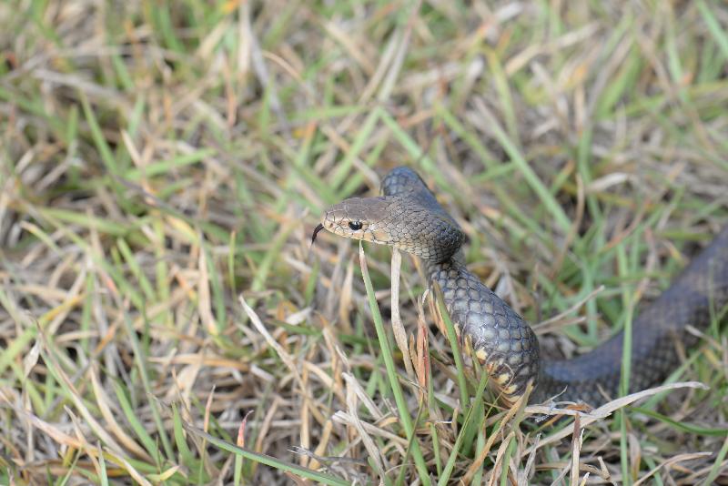 Eastern_Brown_Snake__Pseudonaja_textilis__048.jpg