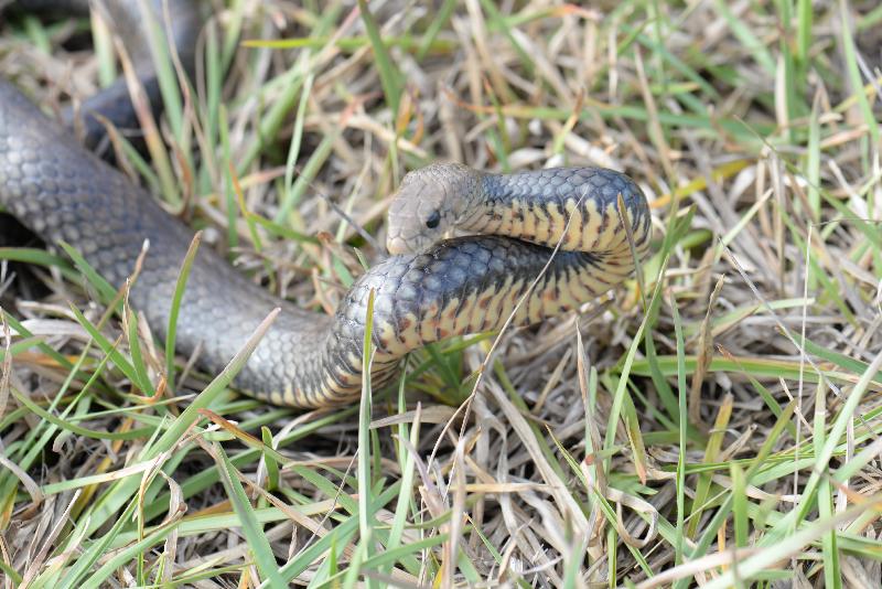 Eastern_Brown_Snake__Pseudonaja_textilis__049.jpg