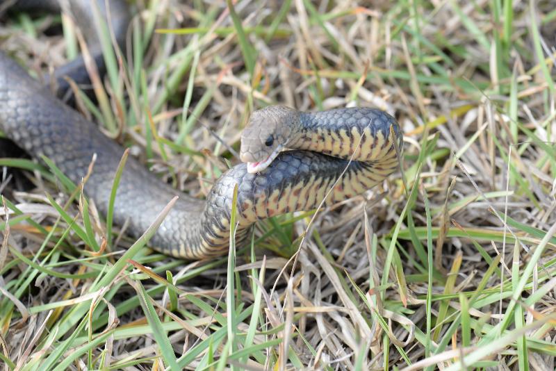 Eastern_Brown_Snake__Pseudonaja_textilis__050.jpg