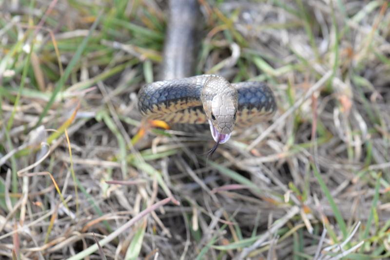 Eastern_Brown_Snake__Pseudonaja_textilis__054.jpg