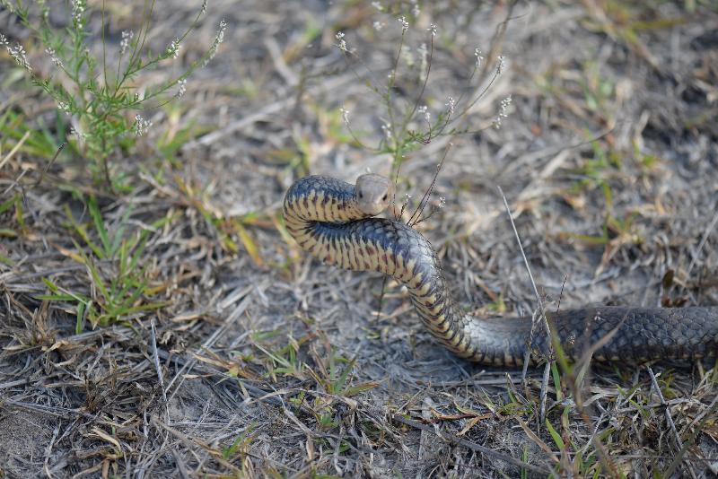 Eastern_Brown_Snake__Pseudonaja_textilis__055.jpg