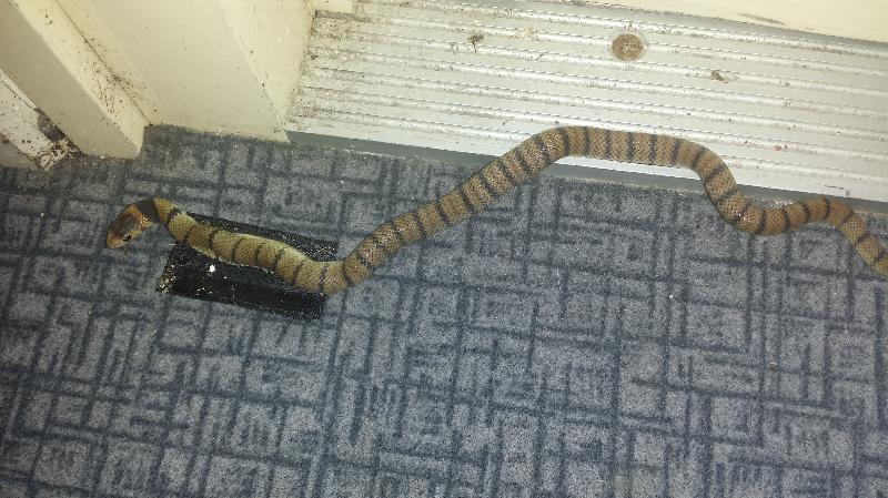 Eastern_Brown_Snake__Pseudonaja_textilis__076.jpg