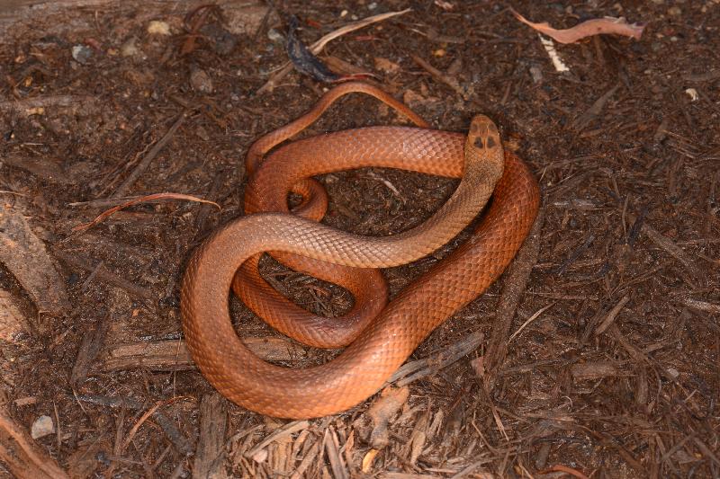 Eastern_Brown_Snake__Pseudonaja_textilis__083.jpg