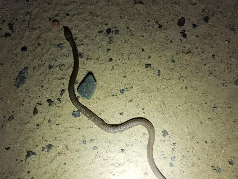 Eastern_Brown_Snake__Pseudonaja_textilis__106.jpg
