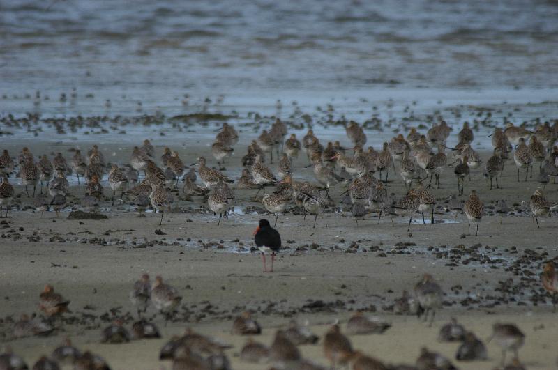 Eastern_Curlew__Numenius_madagascariensis__001.jpg