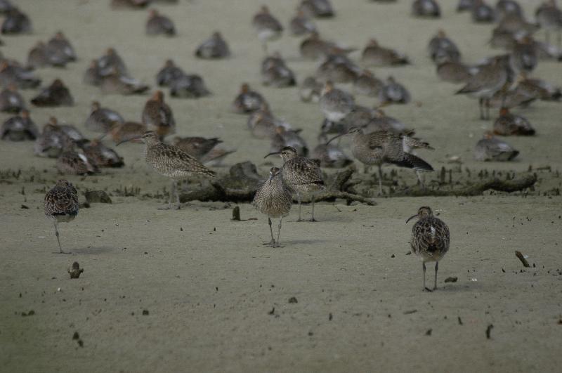 Eastern_Curlew__Numenius_madagascariensis__002.jpg