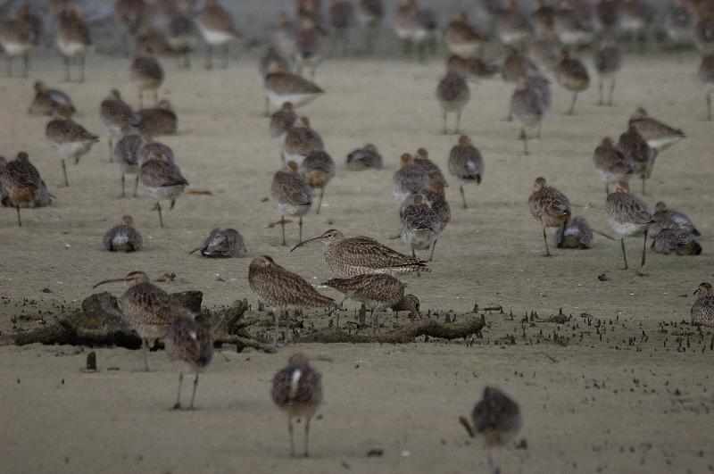 Eastern_Curlew__Numenius_madagascariensis__003.jpg