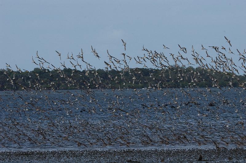 Eastern_Curlew__Numenius_madagascariensis__004.jpg