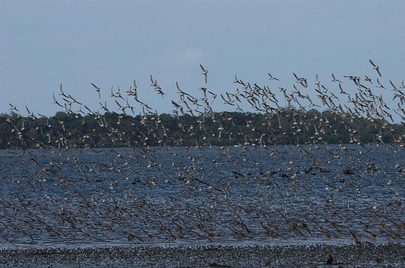 Eastern_Curlew__Numenius_madagascariensis__004.jpg