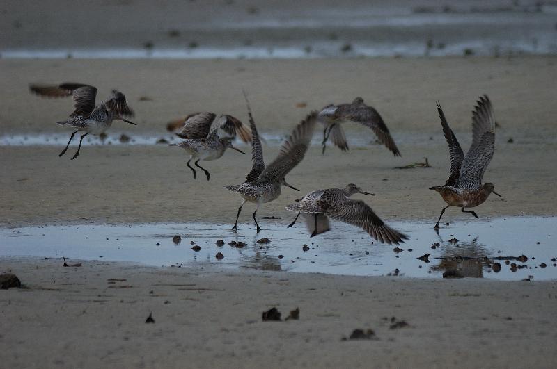 Eastern_Curlew__Numenius_madagascariensis__005.jpg