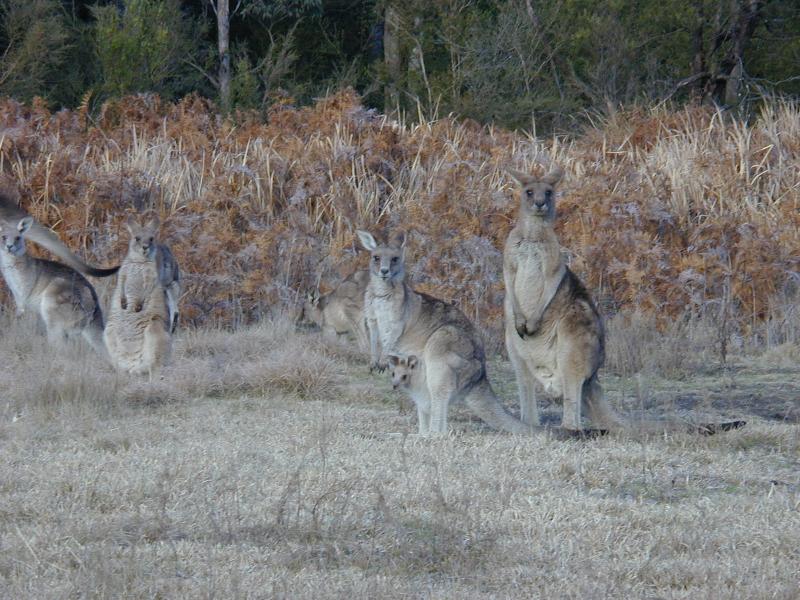 Eastern_Grey_Kangaroo__Macropus_giganteus__001.jpg