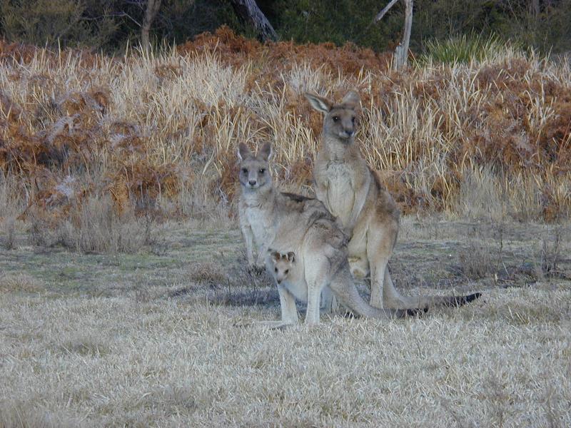 Eastern_Grey_Kangaroo__Macropus_giganteus__002.jpg