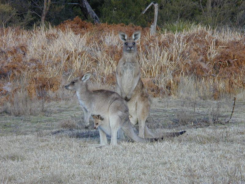 Eastern_Grey_Kangaroo__Macropus_giganteus__003.jpg