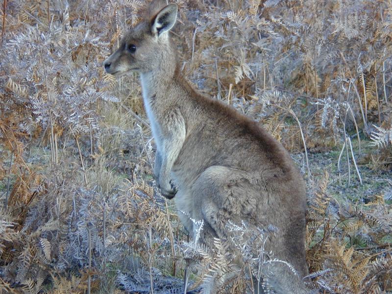 Eastern_Grey_Kangaroo__Macropus_giganteus__005.jpg