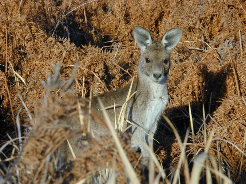 Eastern_Grey_Kangaroo__Macropus_giganteus__006.jpg