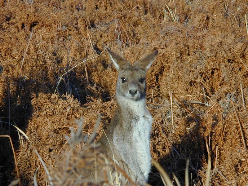 Eastern_Grey_Kangaroo__Macropus_giganteus__007.jpg