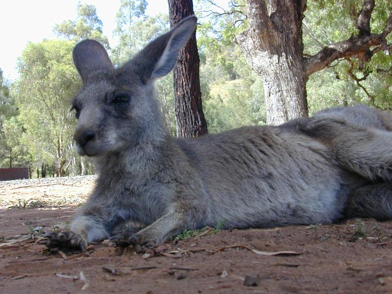 Eastern_Grey_Kangaroo__Macropus_giganteus__010.jpg