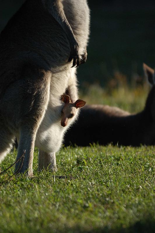 Eastern_Grey_Kangaroo__Macropus_giganteus__012.jpg