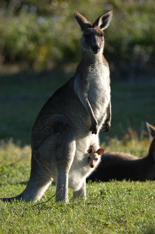 Eastern_Grey_Kangaroo__Macropus_giganteus__013.jpg