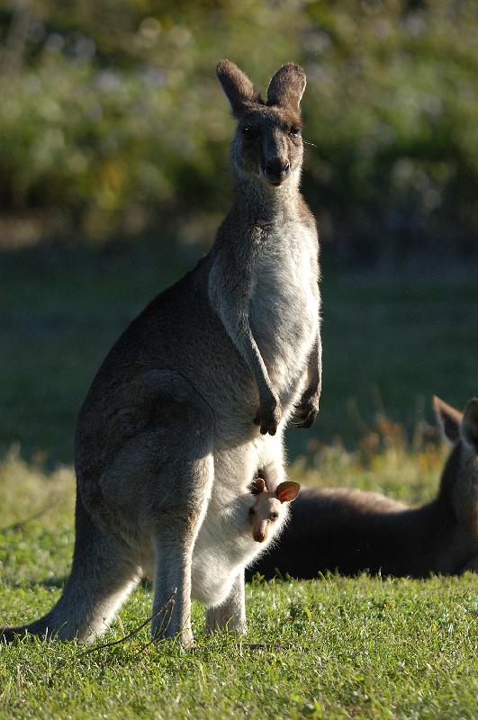 Eastern_Grey_Kangaroo__Macropus_giganteus__014.jpg