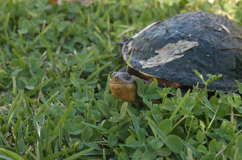 Eastern_Long-Necked_Turtle__Chelodina_longicollis__001.jpg