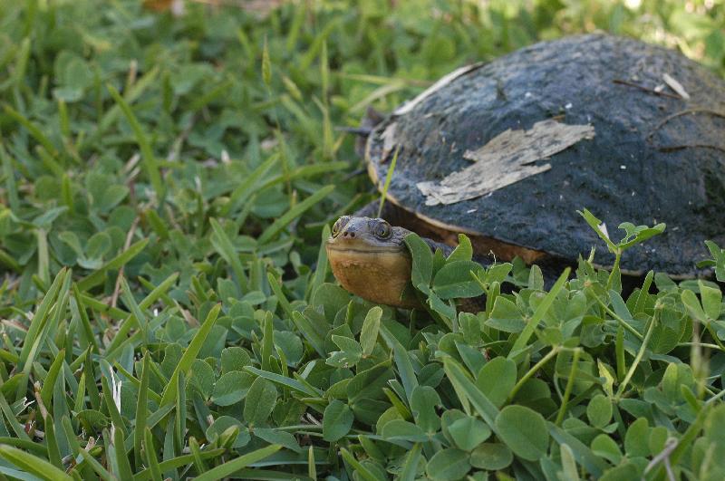 Eastern_Long-Necked_Turtle__Chelodina_longicollis__001.jpg