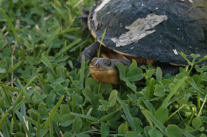 Eastern_Long-Necked_Turtle__Chelodina_longicollis__002.jpg