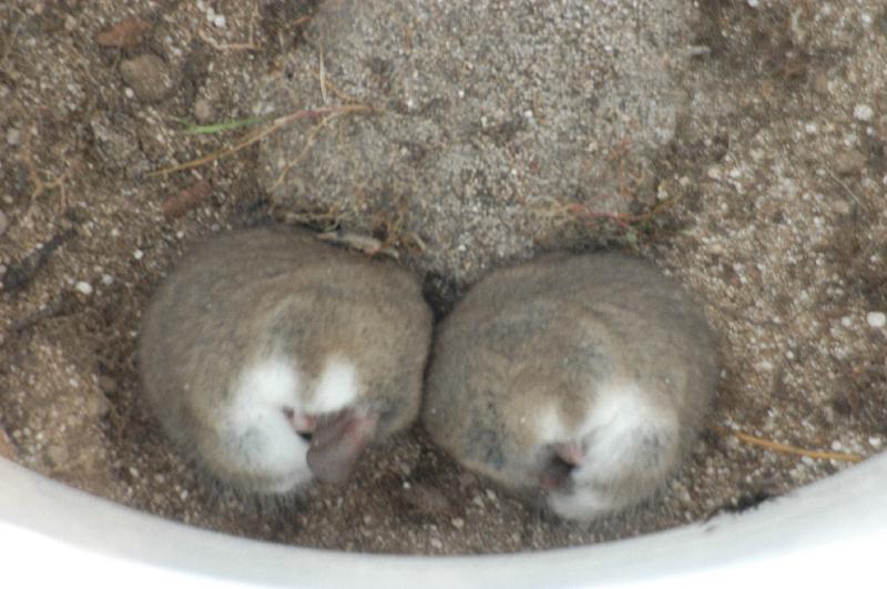 Eastern_Pygmy_Possum__Cercartetus_nanus__001.jpg