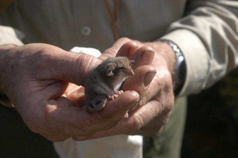 Eastern_Pygmy_Possum__Cercartetus_nanus__002.jpg