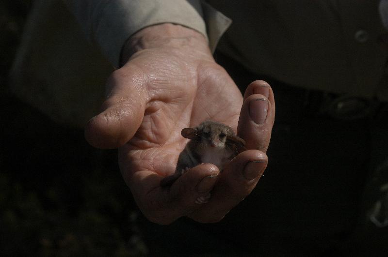 Eastern_Pygmy_Possum__Cercartetus_nanus__003.jpg