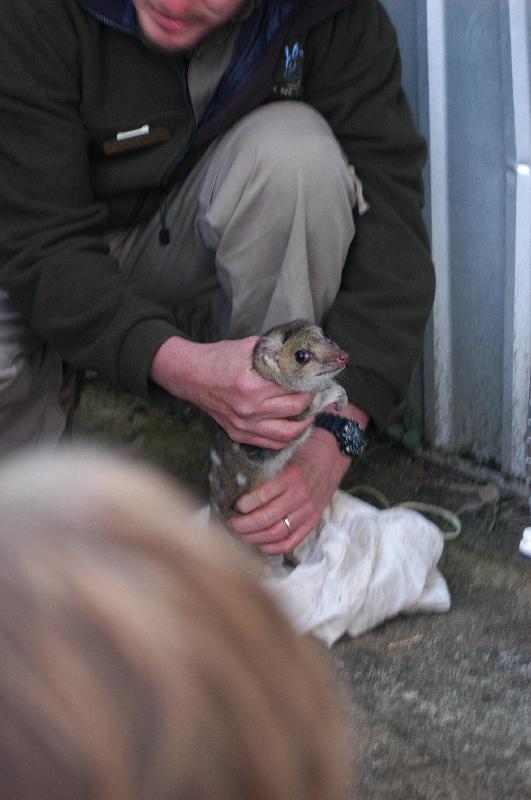 Eastern_Quoll__Dasyurus_viverrinus__001.jpg