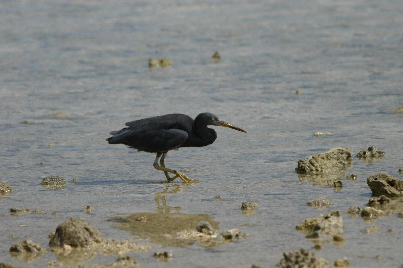 Eastern_Reef_Egret__Egretta_sacra__001.jpg