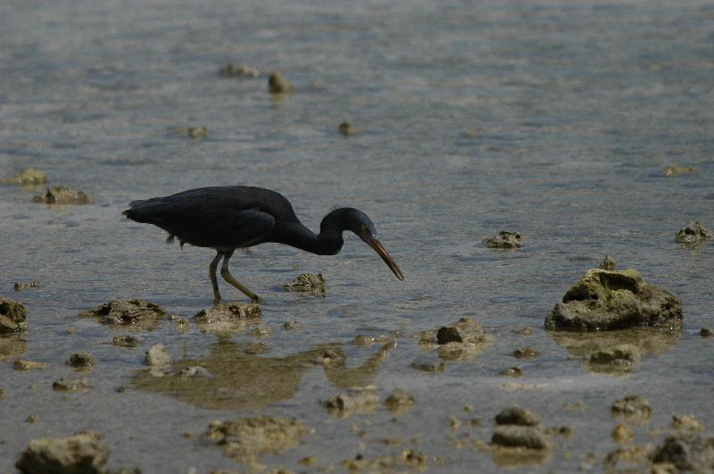 Eastern_Reef_Egret__Egretta_sacra__002.jpg