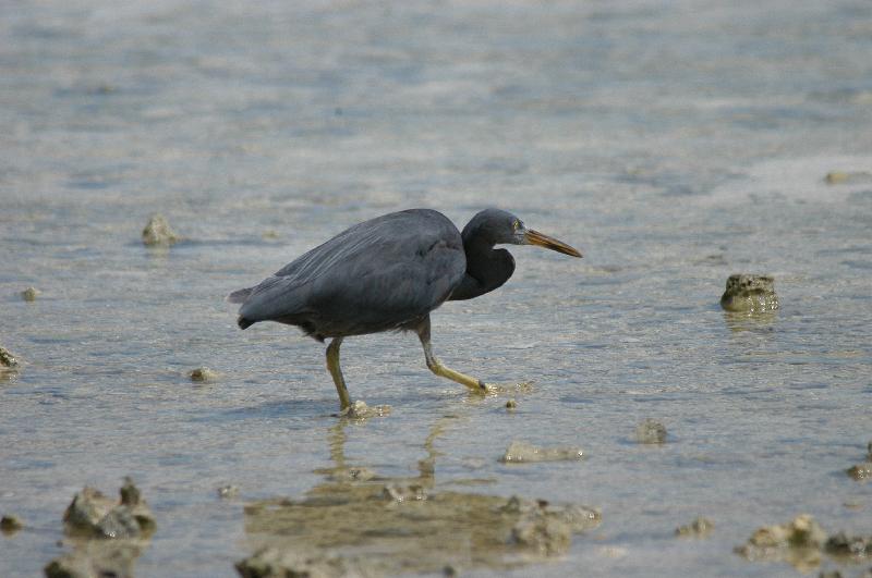 Eastern_Reef_Egret__Egretta_sacra__003.jpg