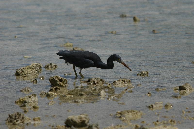 Eastern_Reef_Egret__Egretta_sacra__004.jpg