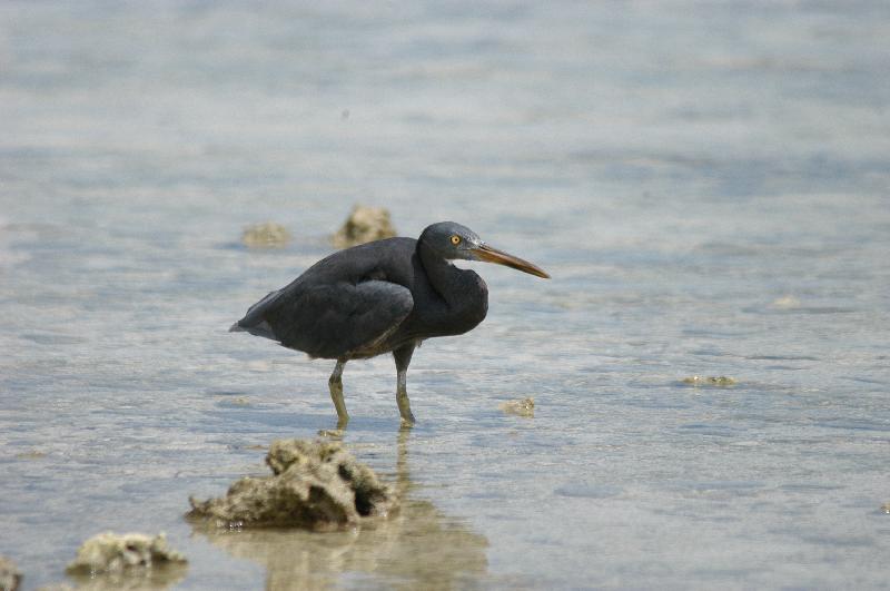 Eastern_Reef_Egret__Egretta_sacra__005.jpg