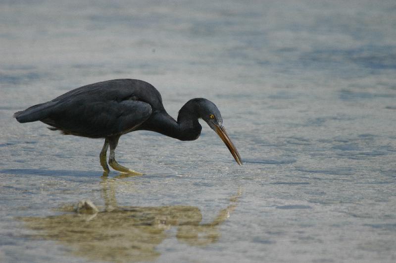 Eastern_Reef_Egret__Egretta_sacra__006.jpg