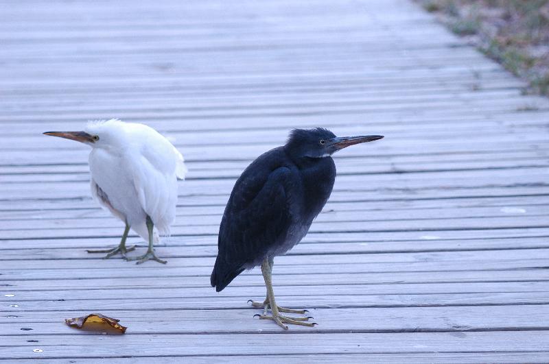 Eastern_Reef_Egret__Egretta_sacra__008.jpg