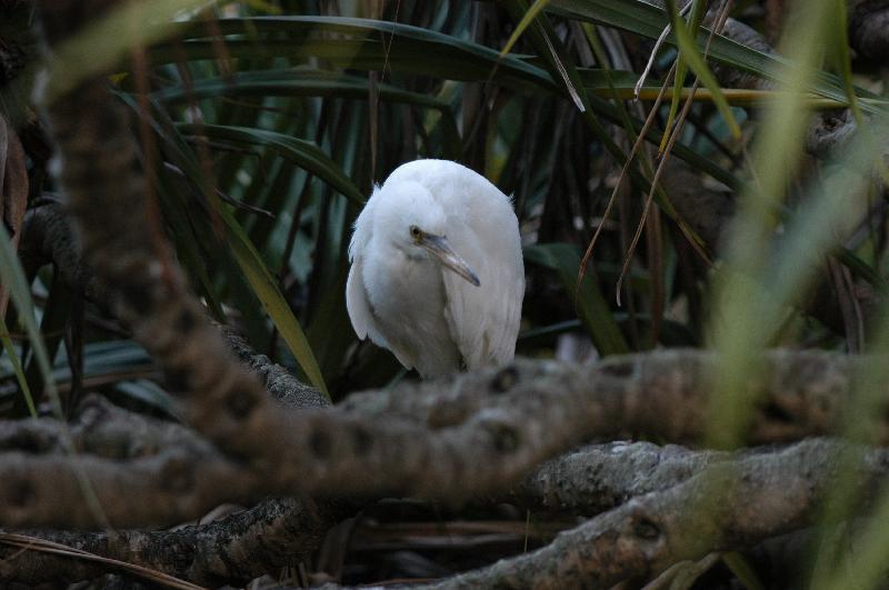 Eastern_Reef_Egret__Egretta_sacra__009.jpg