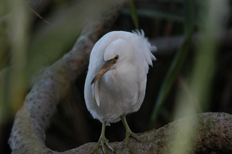 Eastern_Reef_Egret__Egretta_sacra__010.jpg