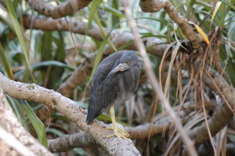 Eastern_Reef_Egret__Egretta_sacra__011.jpg