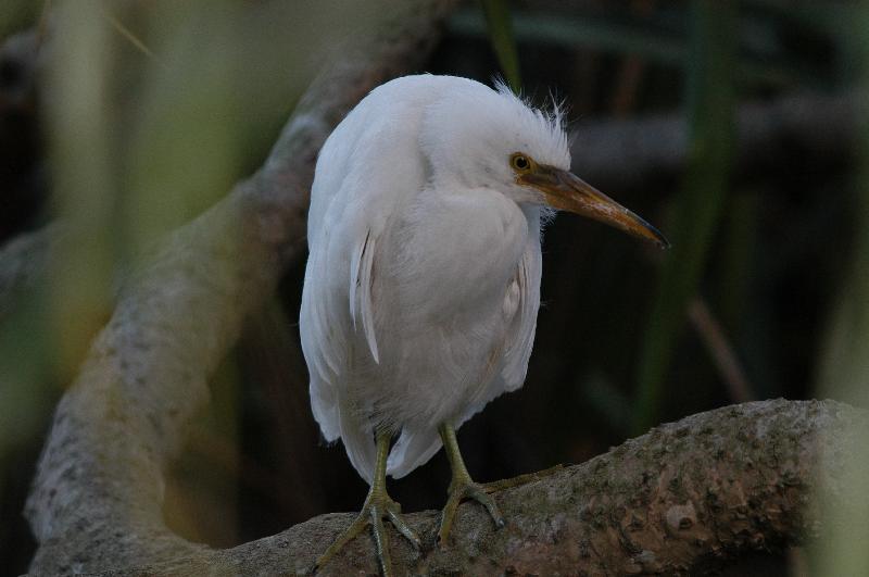 Eastern_Reef_Egret__Egretta_sacra__012.jpg