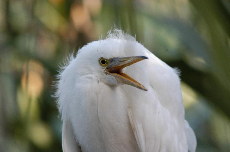 Eastern_Reef_Egret__Egretta_sacra__013.jpg