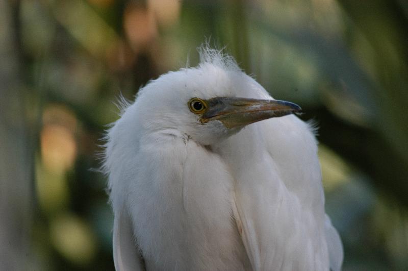 Eastern_Reef_Egret__Egretta_sacra__014.jpg