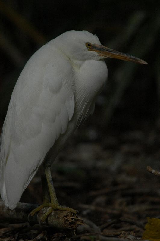 Eastern_Reef_Egret__Egretta_sacra__015.jpg