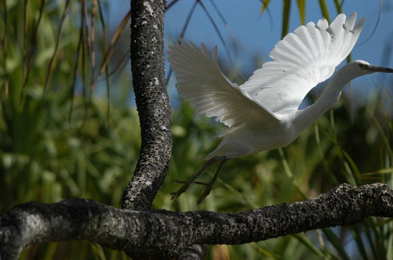 Eastern_Reef_Egret__Egretta_sacra__016.jpg