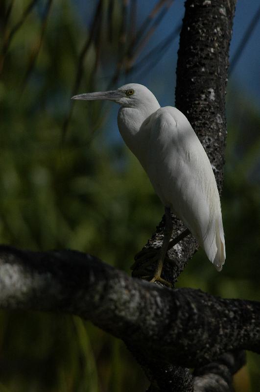 Eastern_Reef_Egret__Egretta_sacra__017.jpg