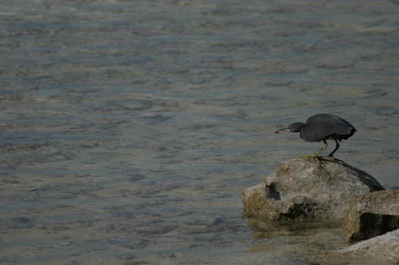 Eastern_Reef_Egret__Egretta_sacra__018.jpg