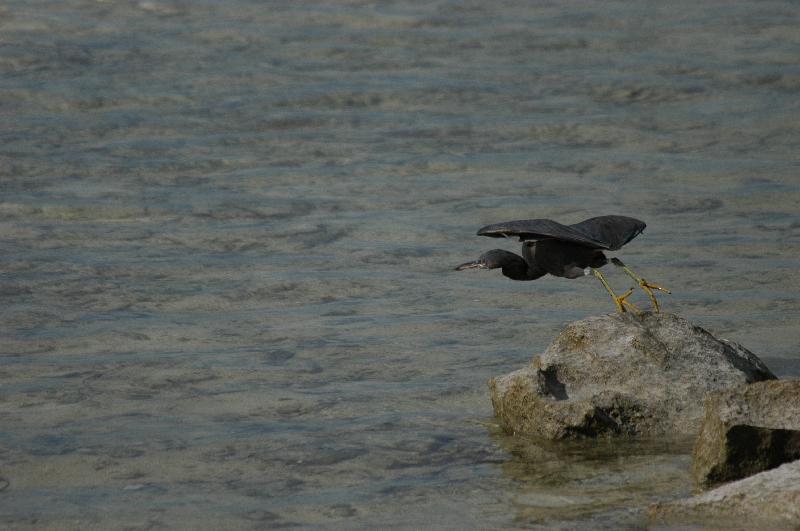 Eastern_Reef_Egret__Egretta_sacra__019.jpg